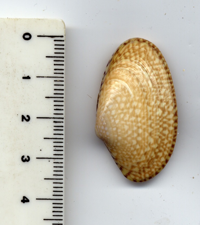 Paphia exarata